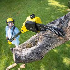 Professional  Tree Services in Lake Elsinore, CA