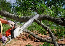 Tree and Shrub Care in Lake Elsinore, CA